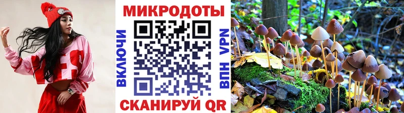 Купить закладки  Сланцы  Псилоцибиновые грибы MAGIC MUSHROOMS 